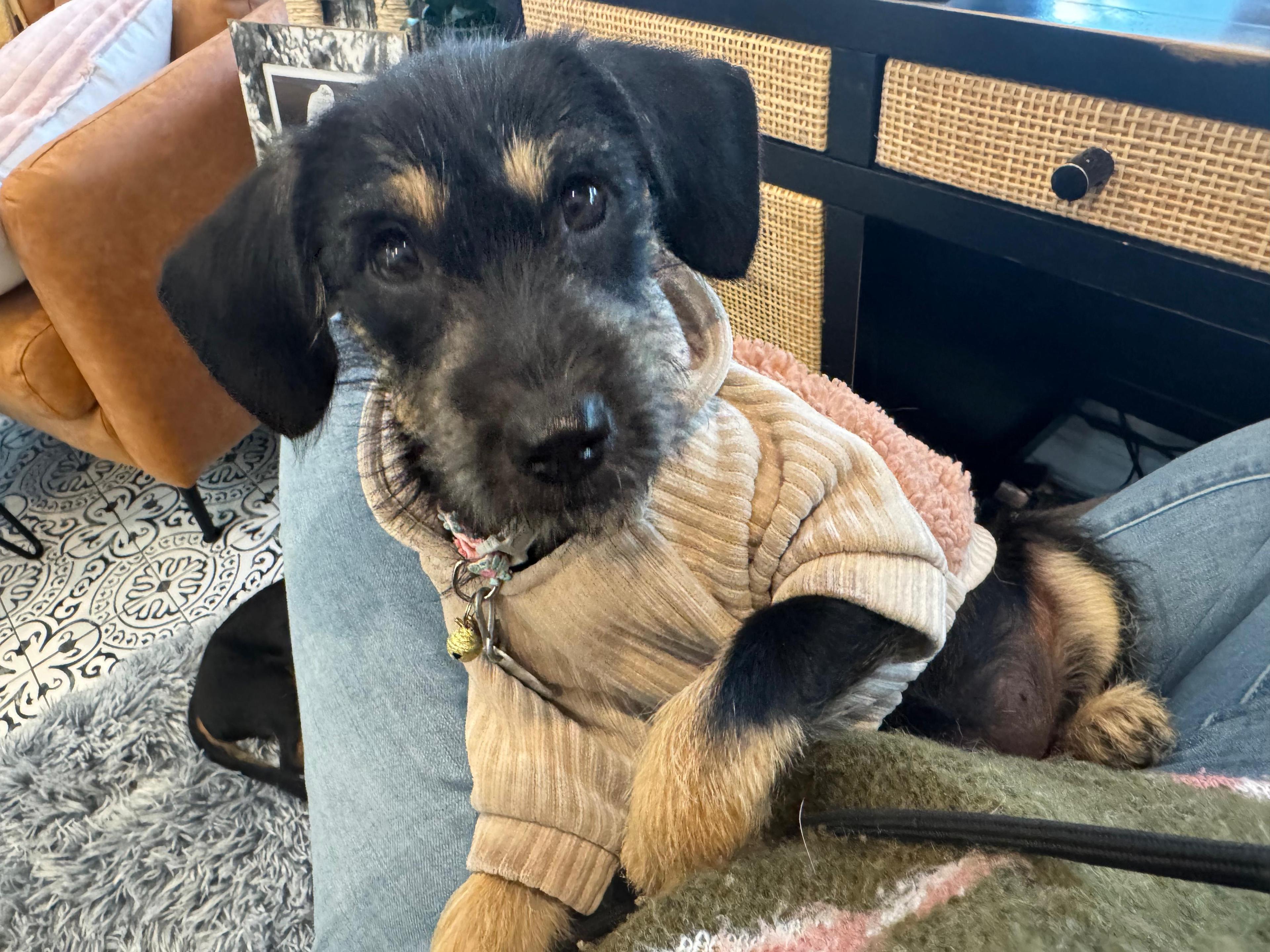 Leia Litter Featured