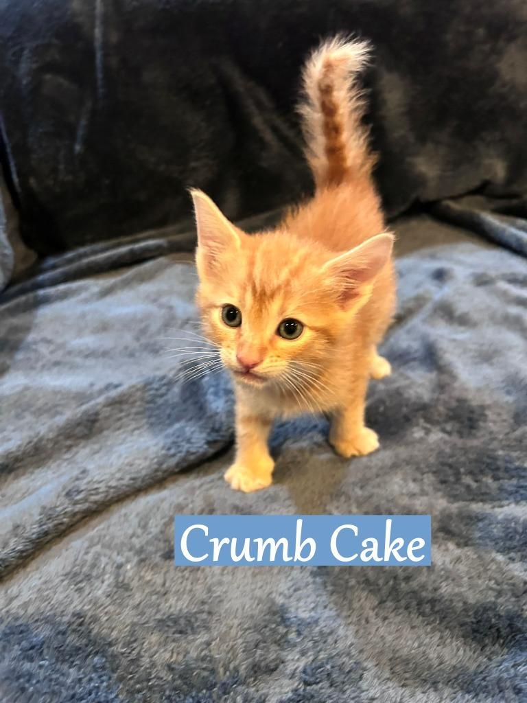 Crumb Cake