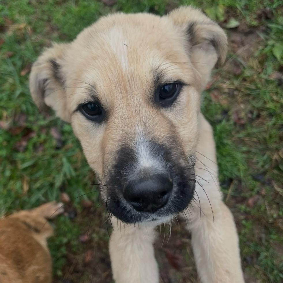 Frilled Dragon photo 1