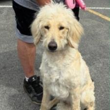 An adult medium-sized female Yellow / Tan / Blond / Fawn Poodle dog named Lolly for adoption in Alexandria, VA