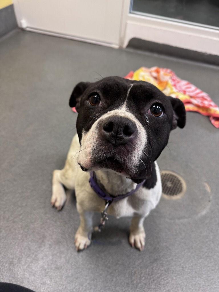 Da Strawberry Popsicle