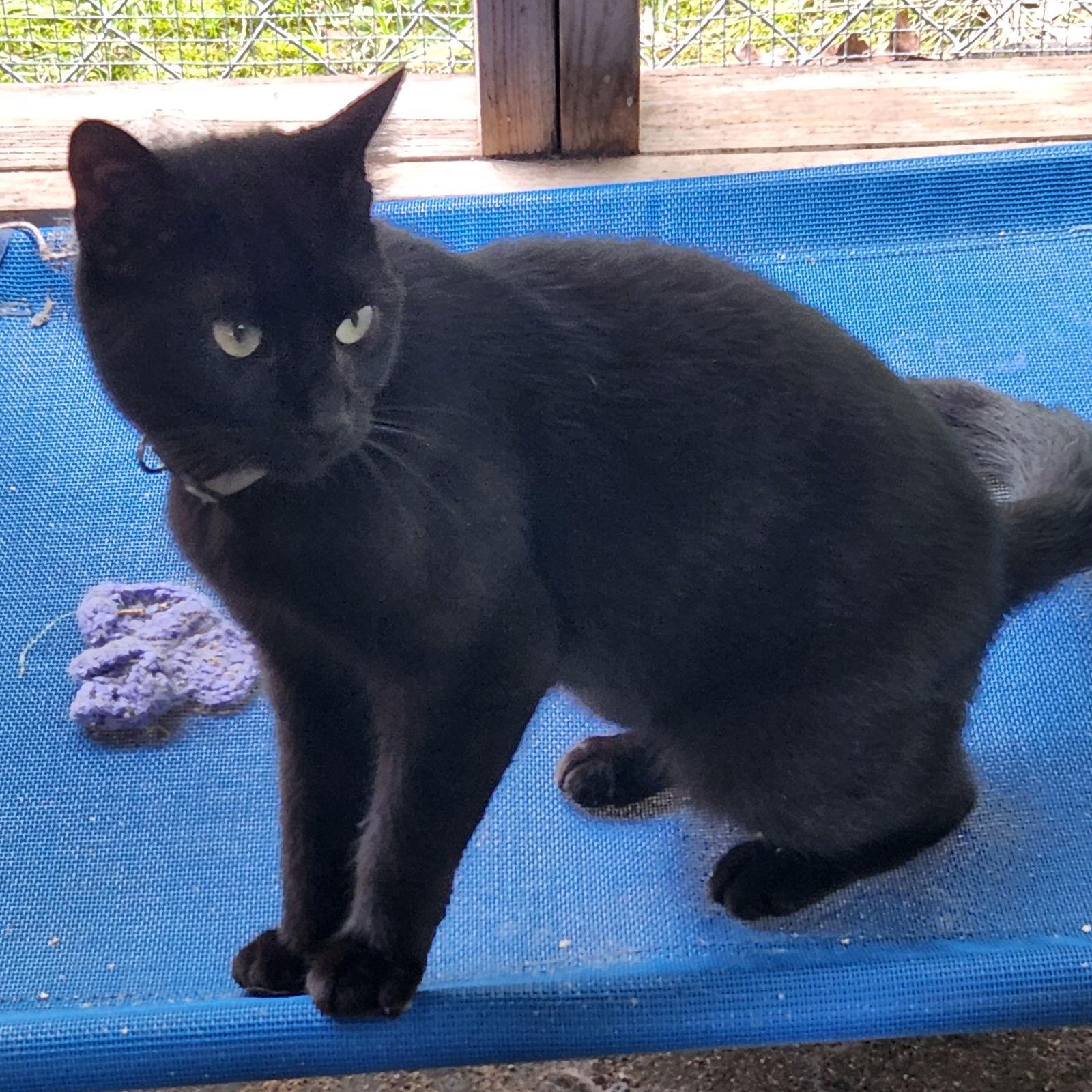 Stuart Little photo 1