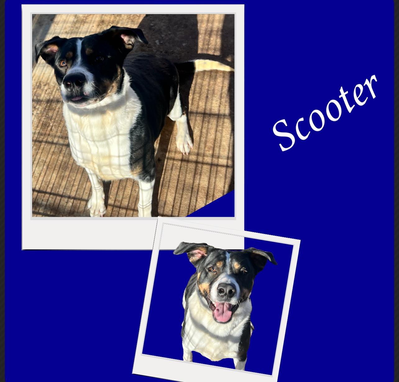 An adult medium-sized male Tricolor (Brown, Black, & White) Mixed Breed dog named Scooter for adoption in Canyon, TX