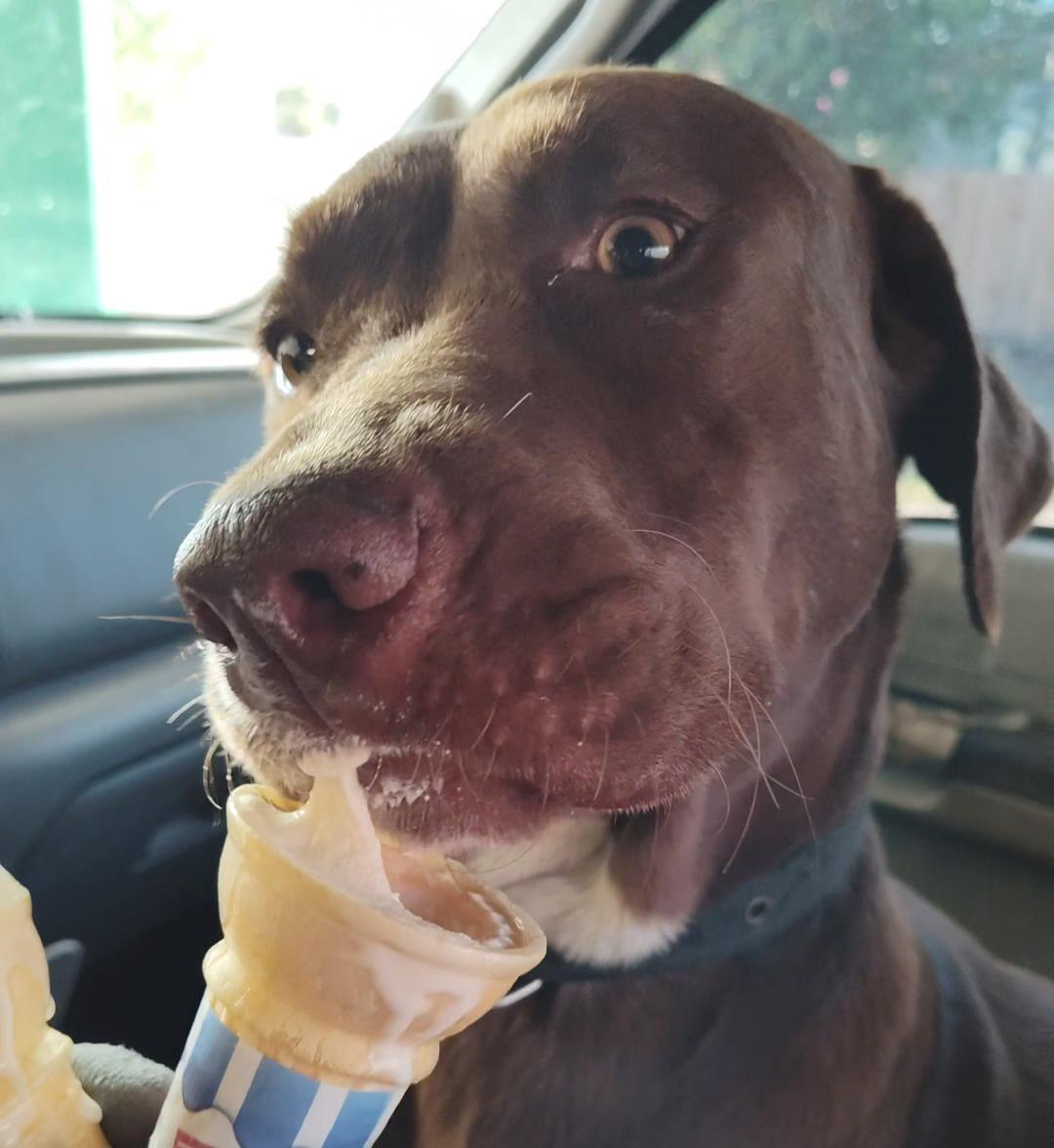 An adult large-sized female Brown / Chocolate Chocolate Labrador Retriever dog named Jackie for adoption in Harlingen, TX