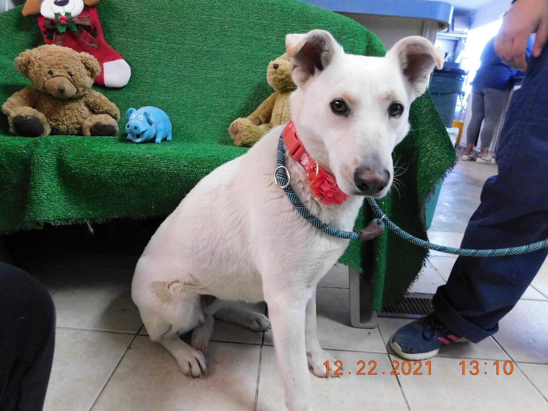 An adult medium-sized female White / Cream Shepherd dog named Kiena for adoption in El Paso, TX