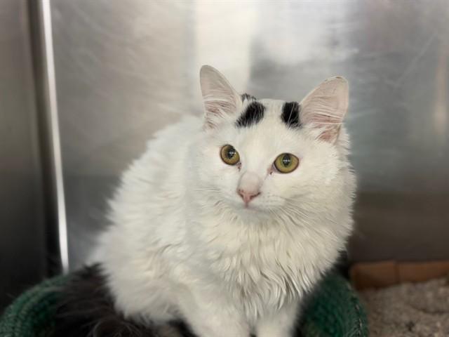 A baby medium-sized female Domestic Long Hair cat named Prada for adoption in Rancho Cucamonga, CA