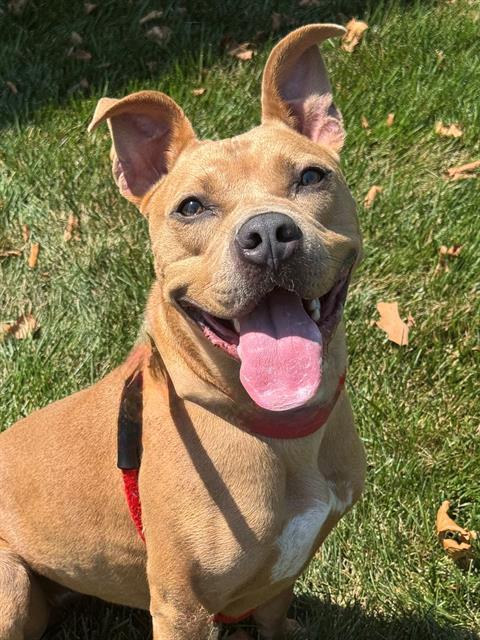 A young medium-sized female Terrier dog named Nova for adoption in Olivette, MO