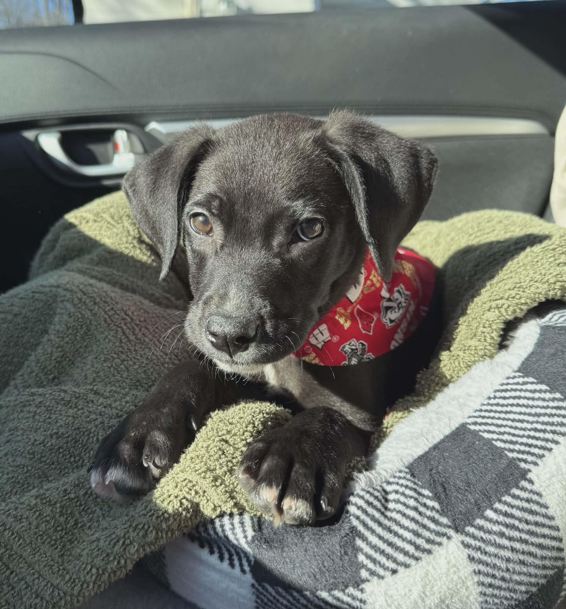 Barkley The Retriever Mix