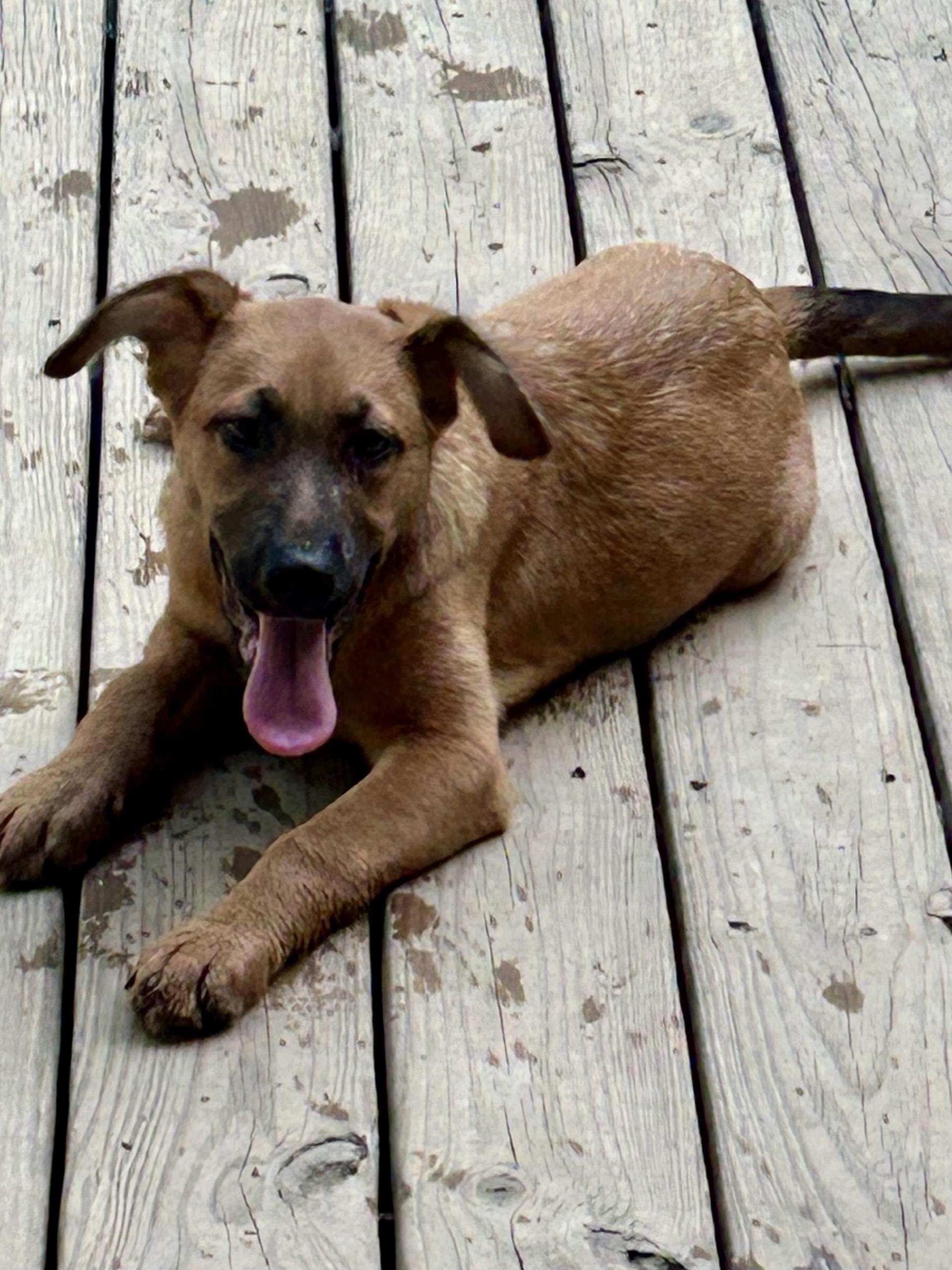 A young large-sized female Black Mouth Cur dog named Fawn for adoption in Fosters, AL