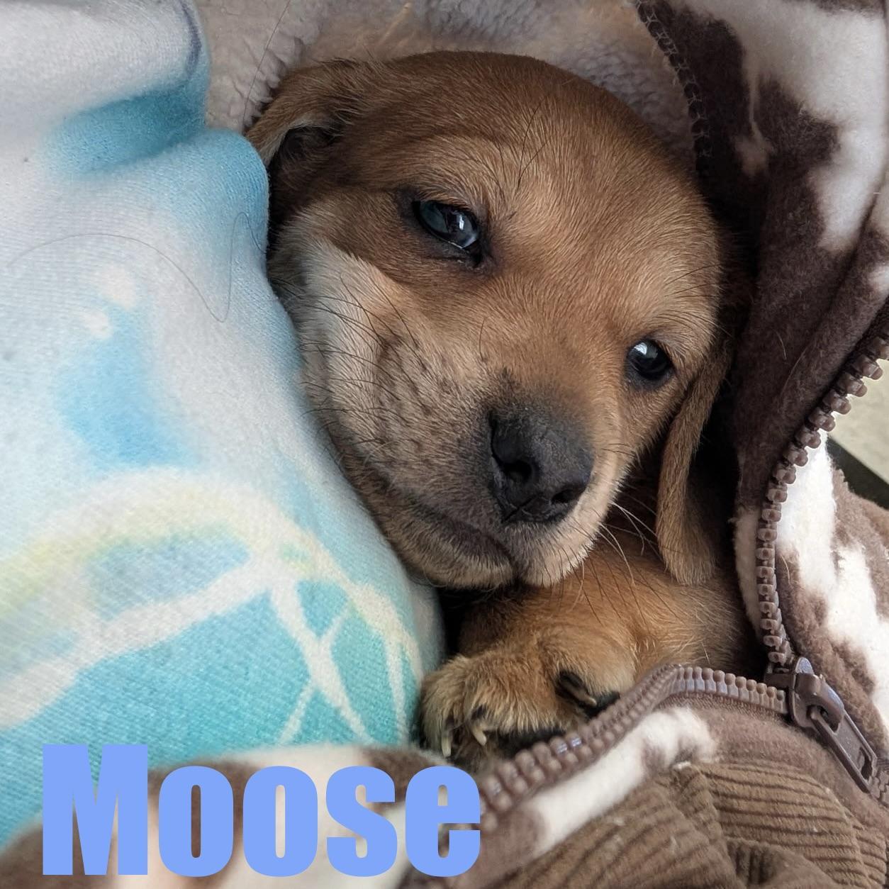 Moose