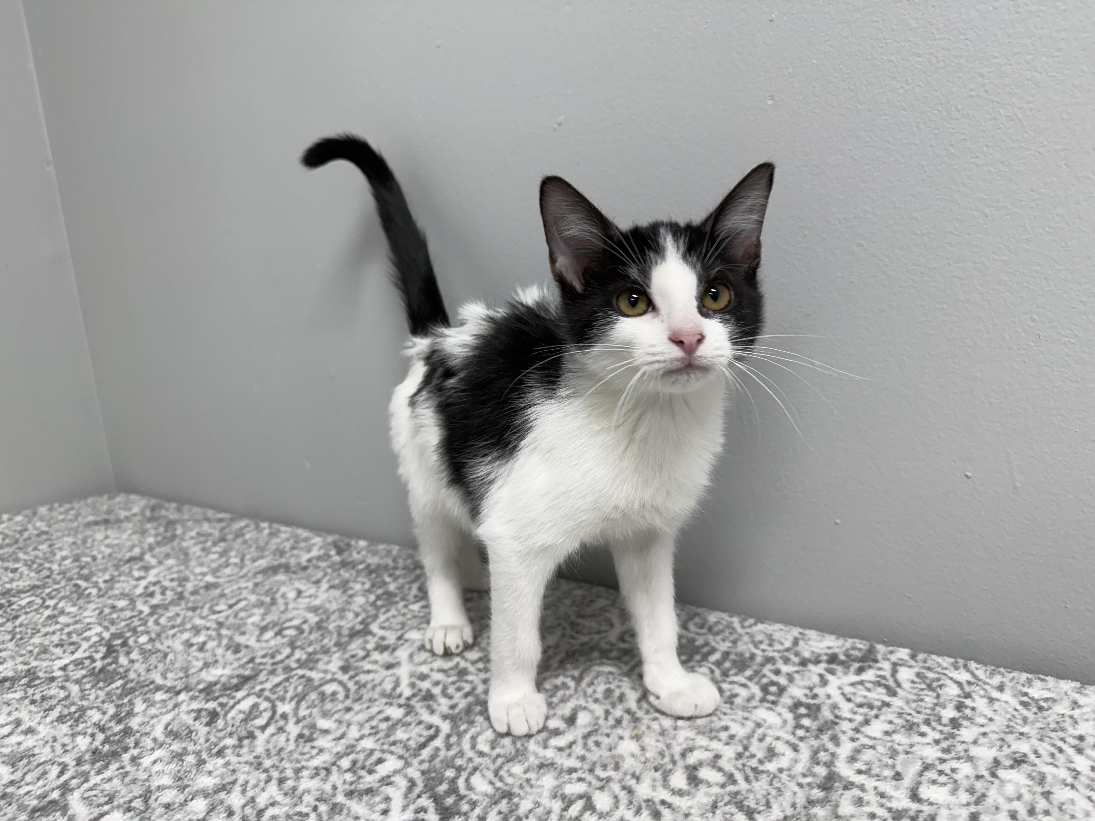 Jackpot Pet Supplies