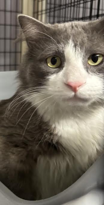 Grey Guy And photo 1