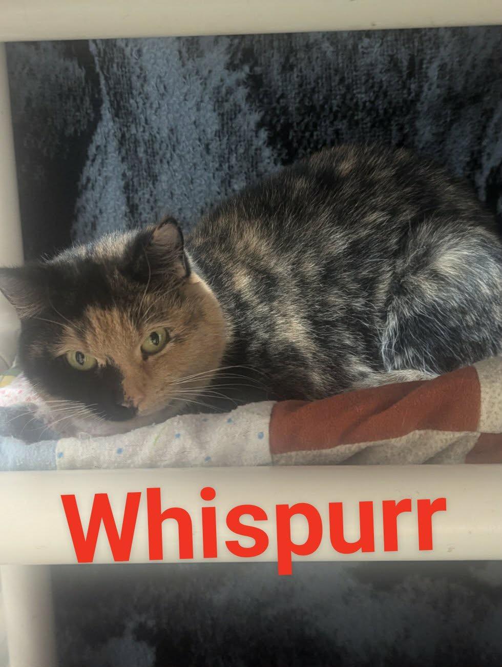Whispurr