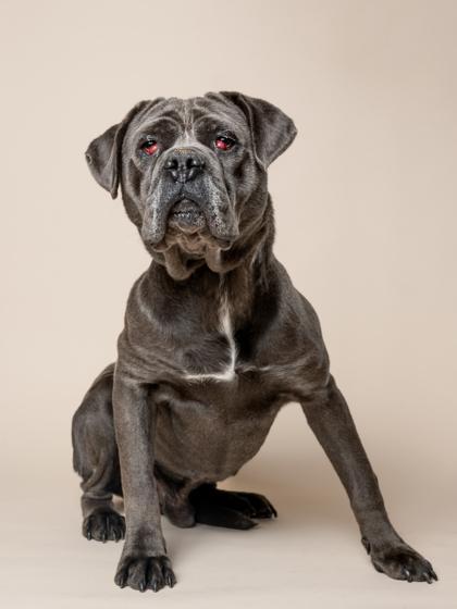 An adult extra large-sized male Cane Corso dog named Roko for adoption in Atlanta, GA