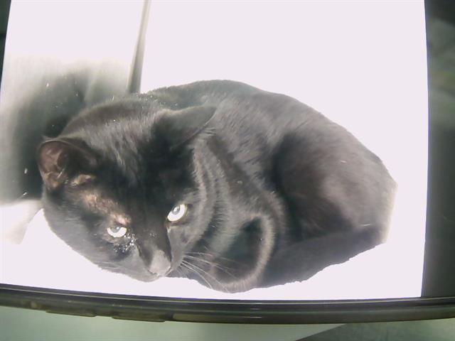 A young medium-sized male Domestic Short Hair cat named Beau for adoption in Charlotte, NC