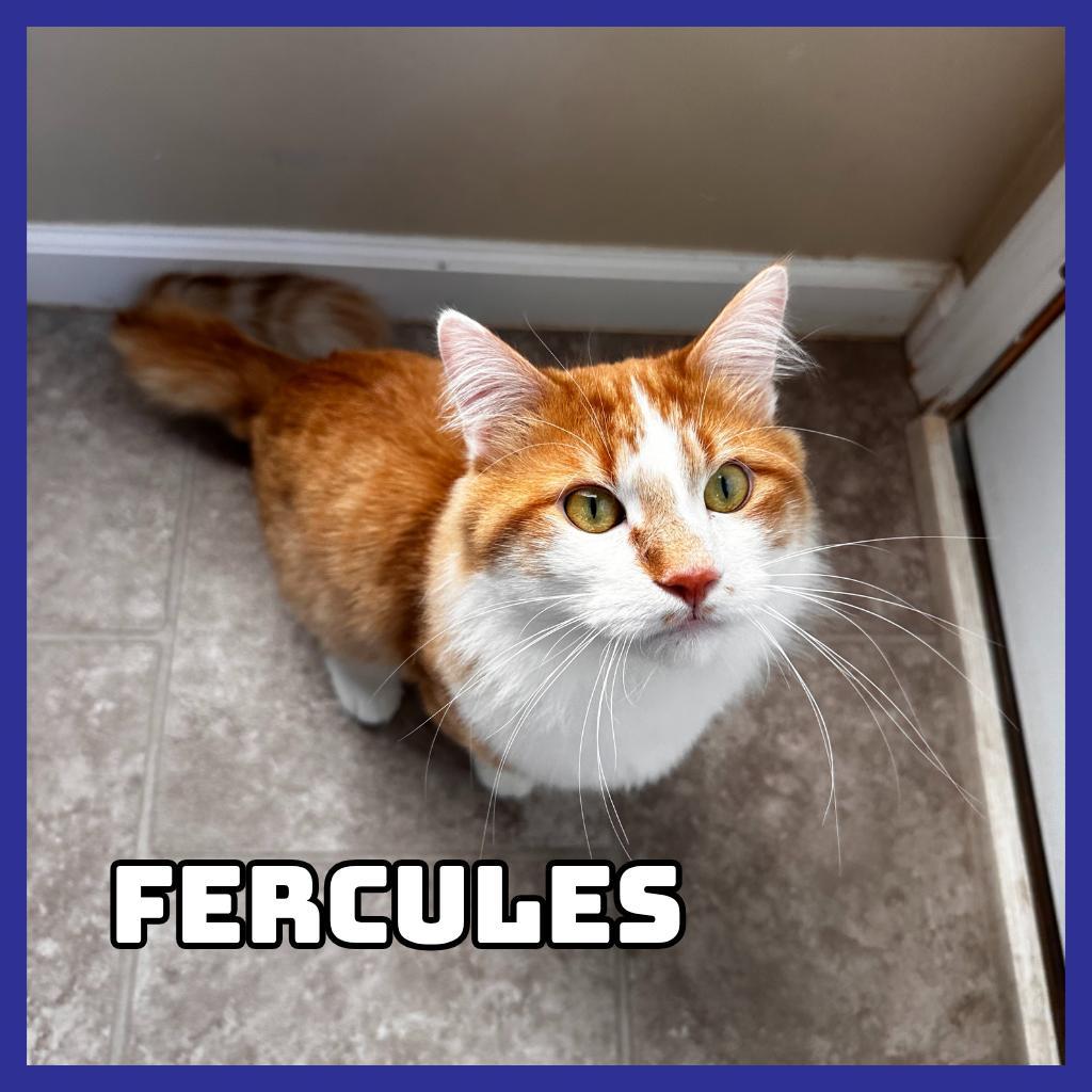 Furcules