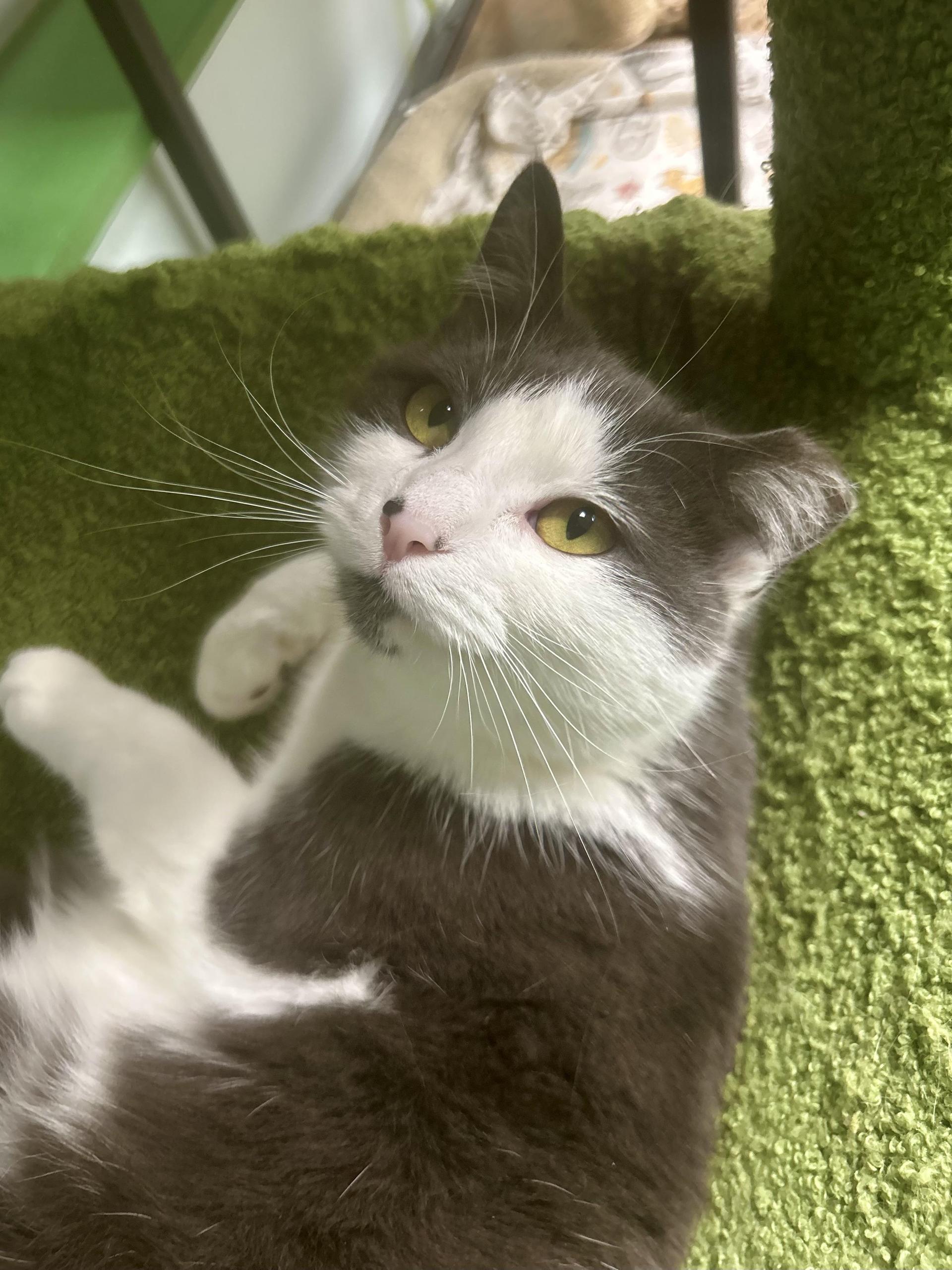 A young medium-sized female Gray & White Domestic Short Hair cat named Nala for adoption in Grand Rapids, MI