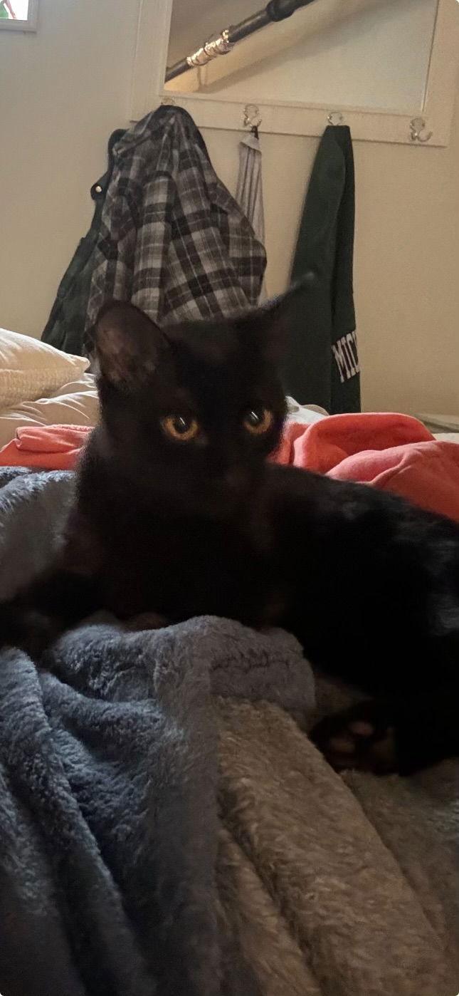 A baby medium-sized male Black Domestic Short Hair cat named Ilya for adoption in Walled Lake, MI