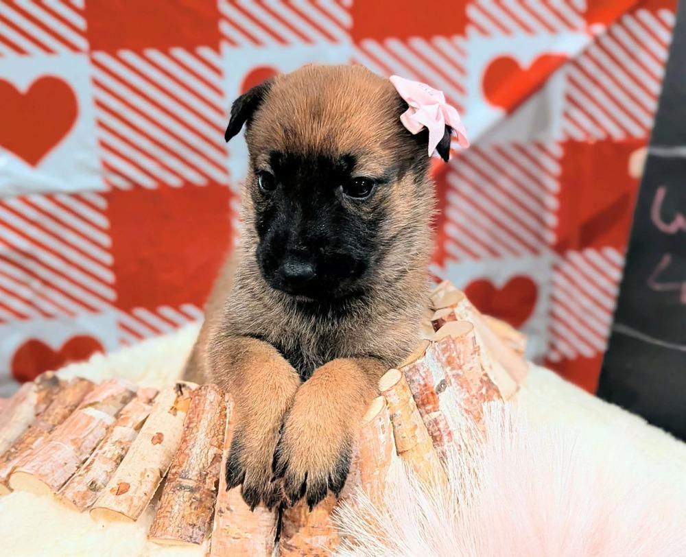 Stormy Skye Litter Talvi