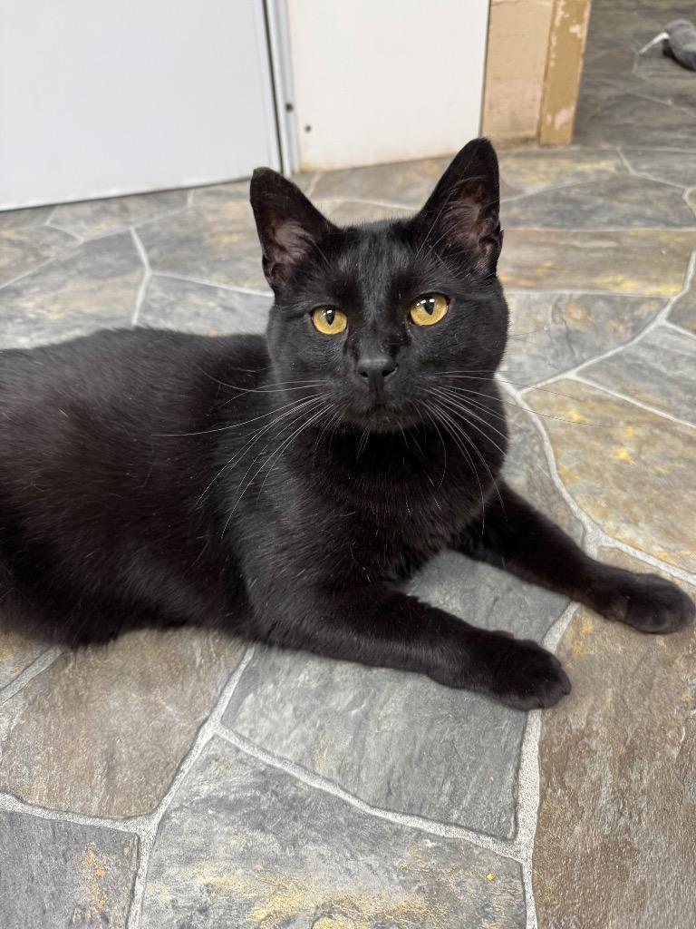 An adult medium-sized male Domestic Short Hair cat named Nelson for adoption in Shorewood, IL
