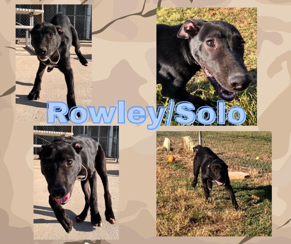 Rowleysolo