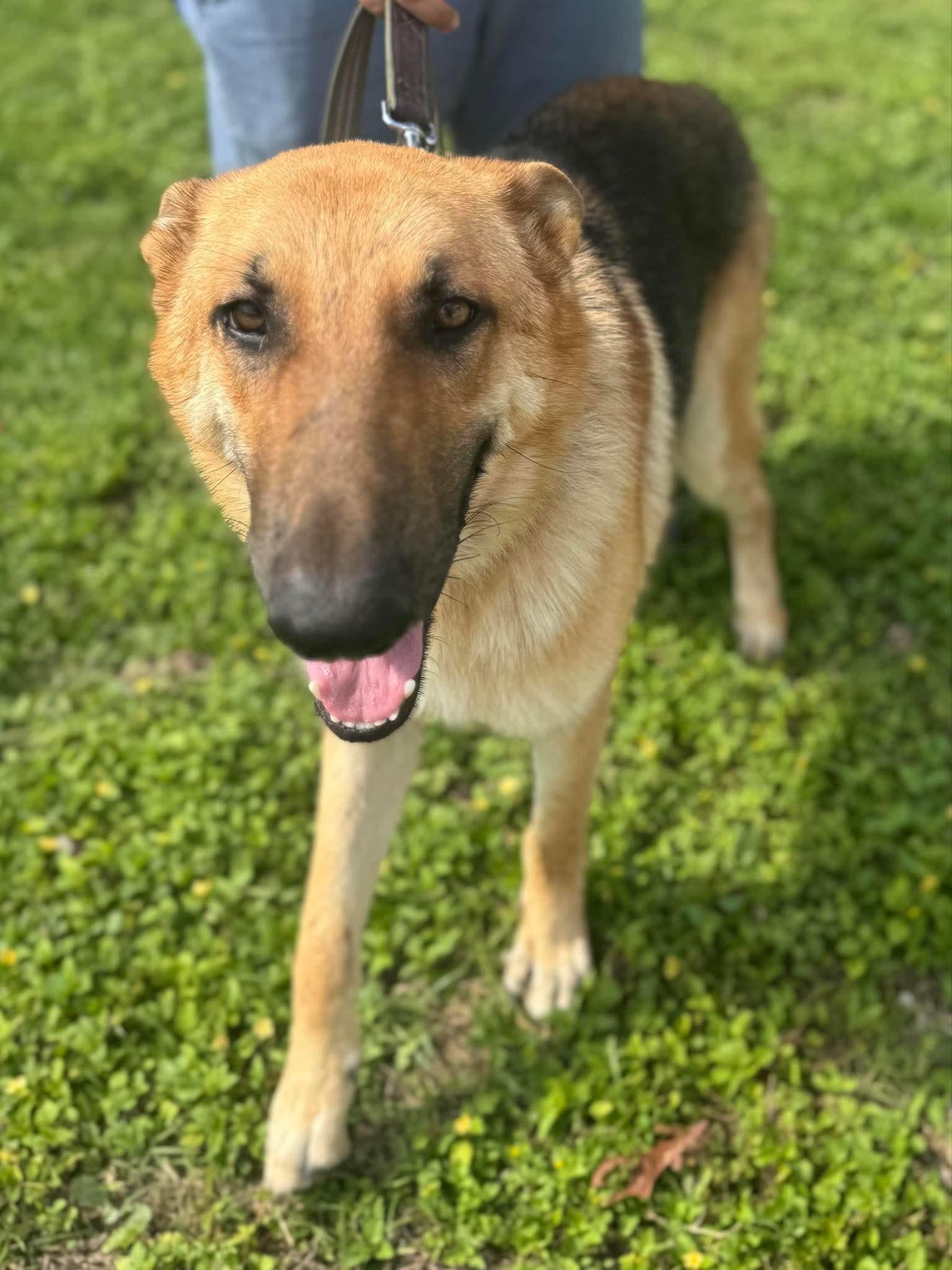 A young medium-sized male German Shepherd Dog dog named Max for adoption in Harlingen, TX
