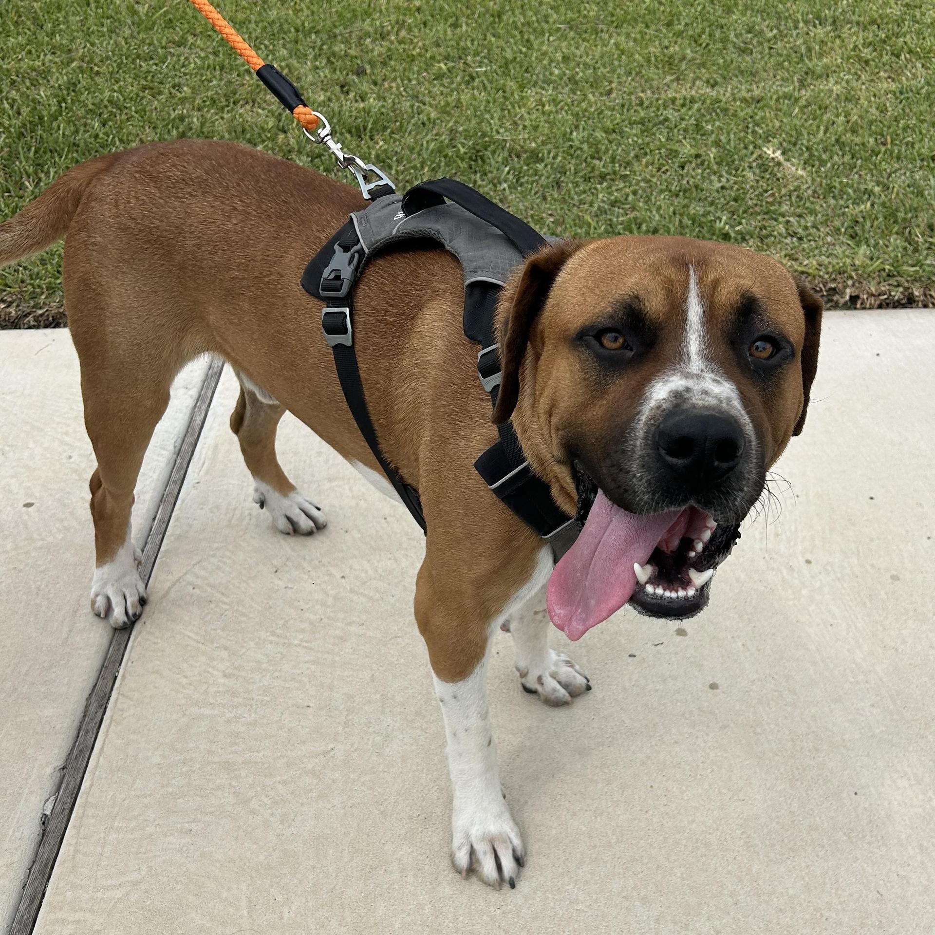 A young large-sized male Boerboel dog named Gordon for adoption in Harlingen, TX