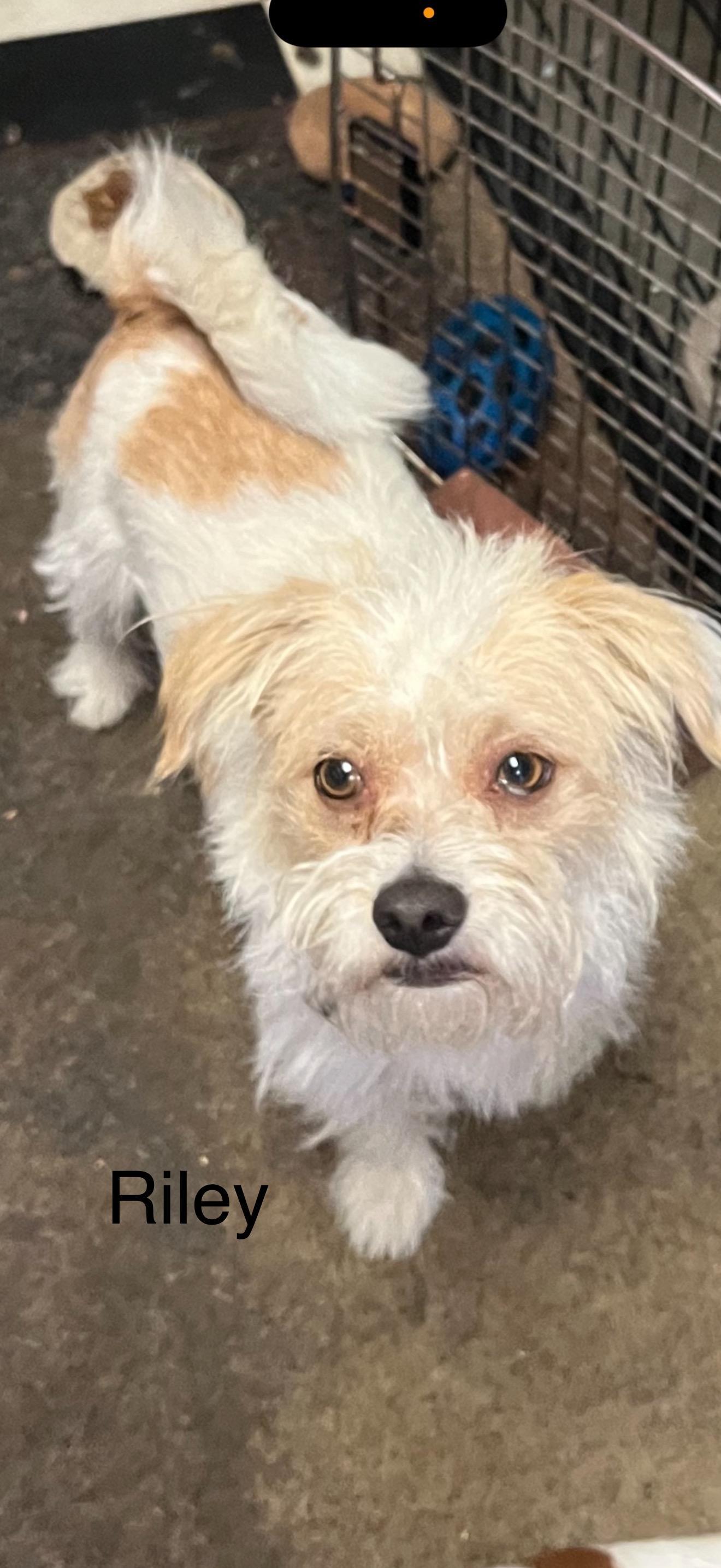 Riley The Sweetest photo 1