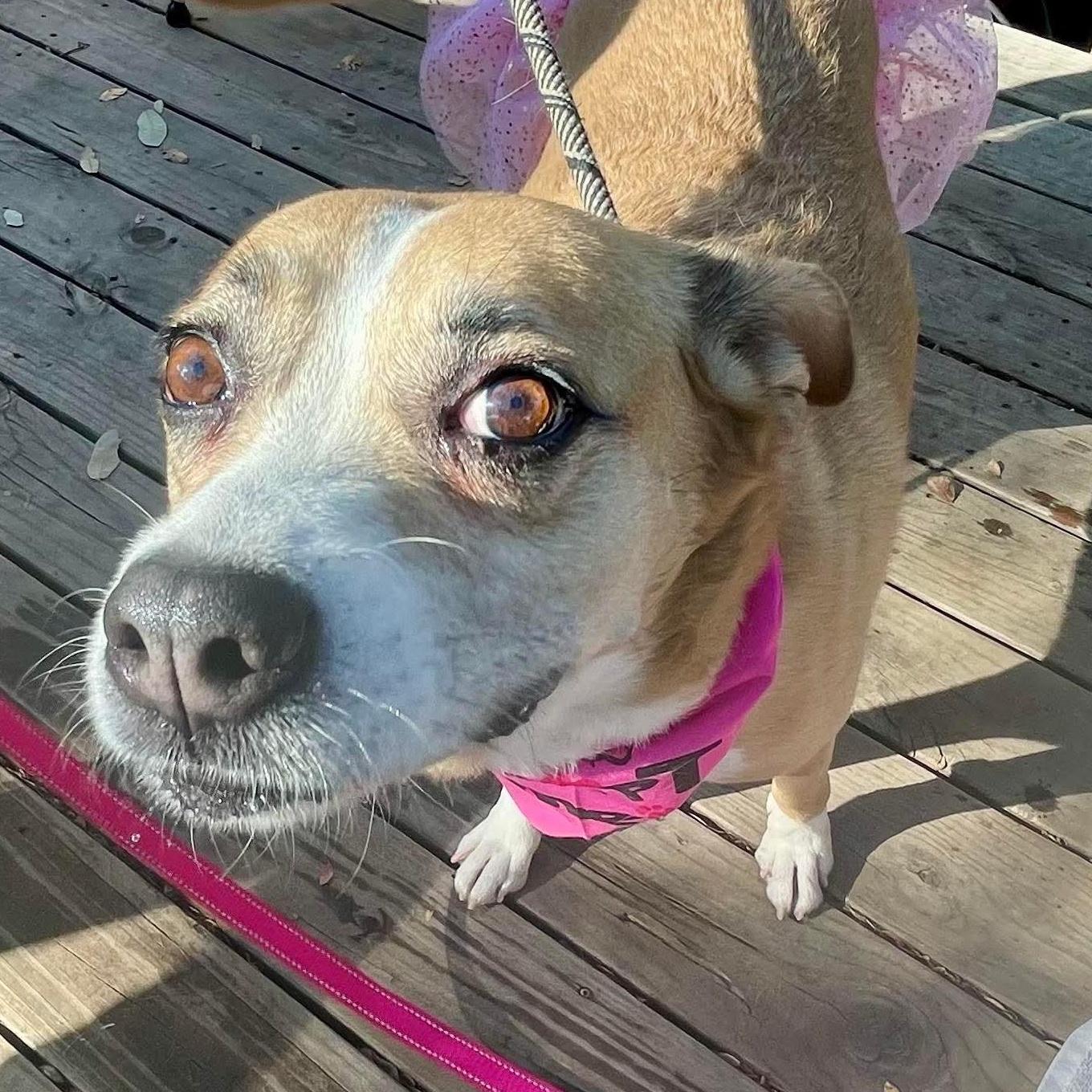 A young medium-sized female Apricot / Beige Boxer dog named Mocha for adoption in Warren, RI