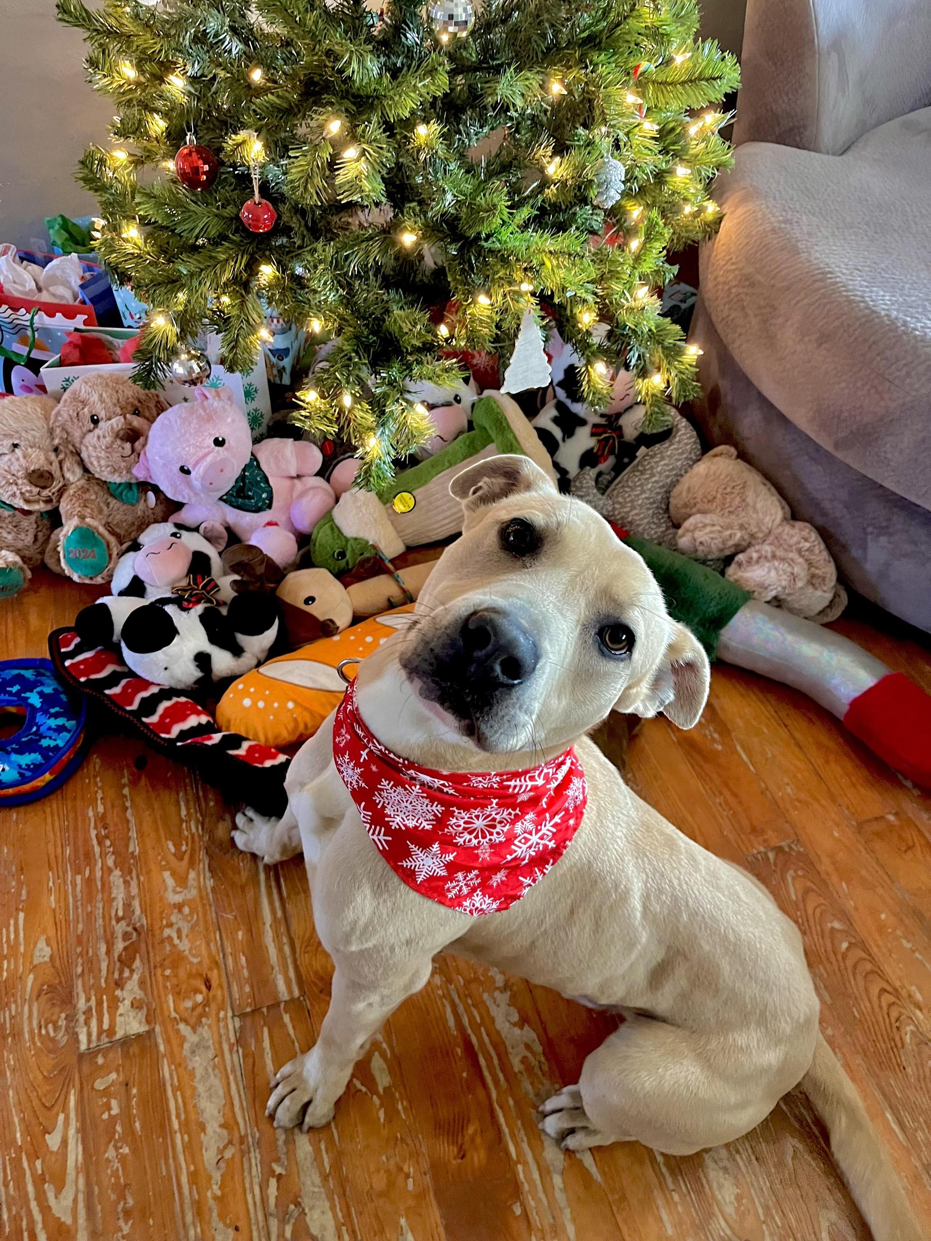 Harley