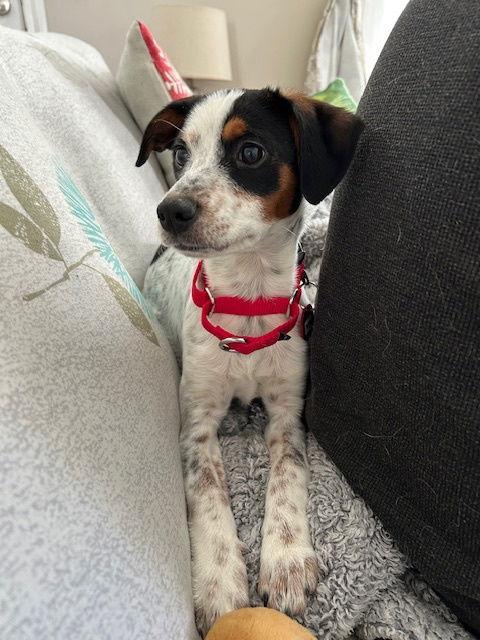 Patches Priceless Local