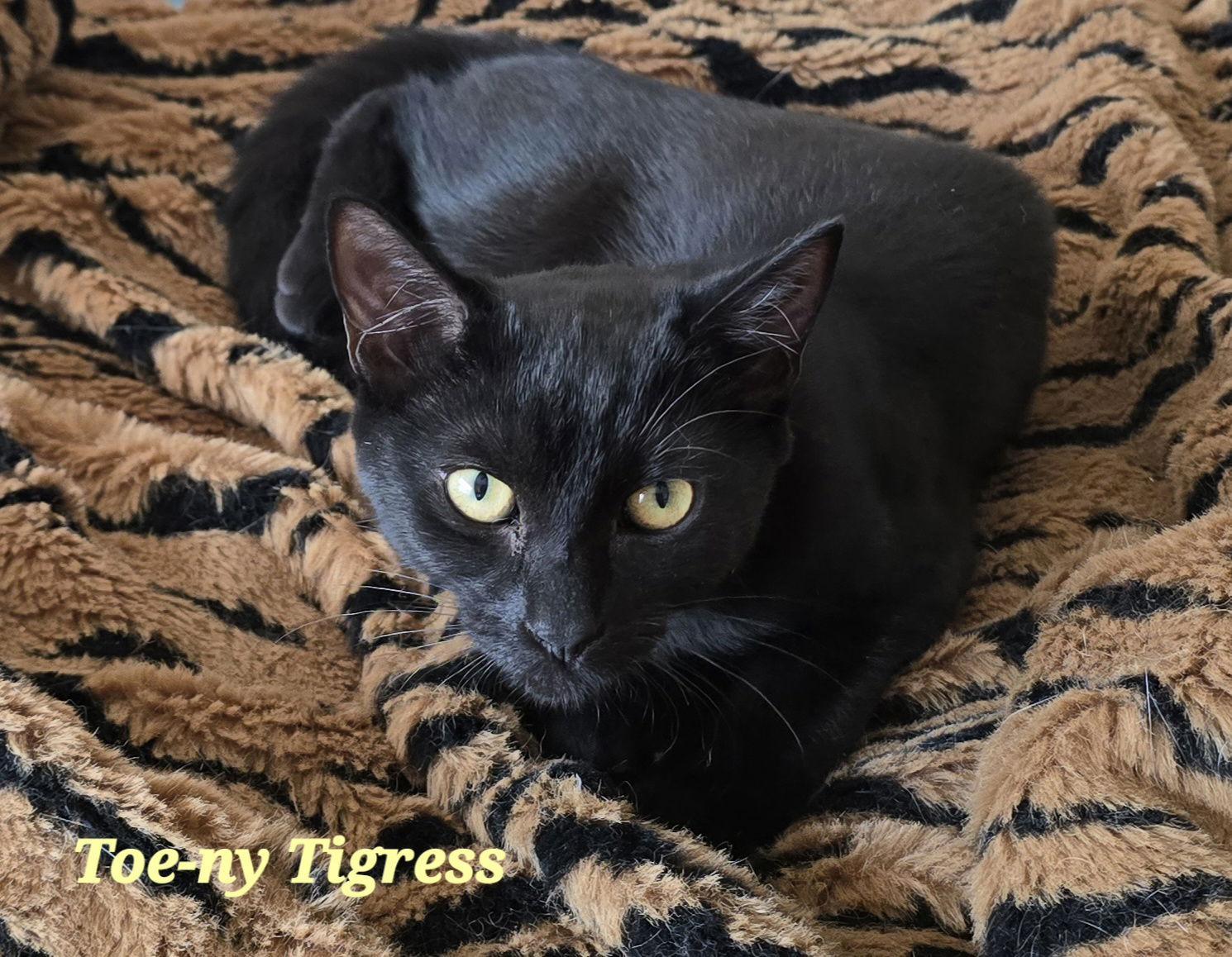 Toeny Tigress