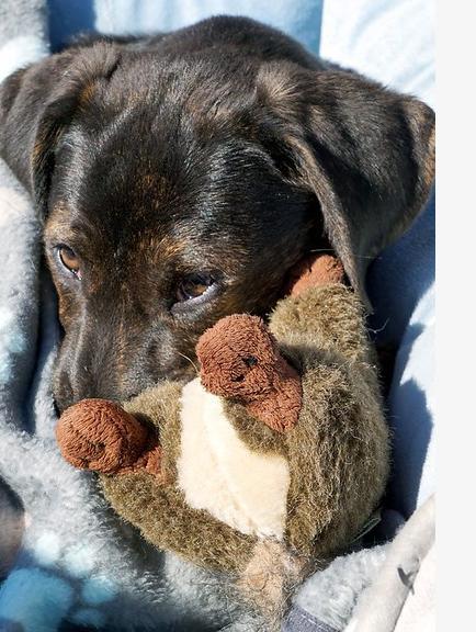 Girl Scout Cookies: Tagalong