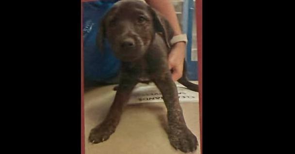 Girl Scout Cookies: Tagalong