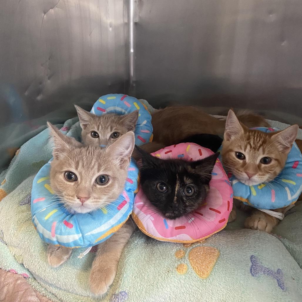 Chai Bonded To Latte