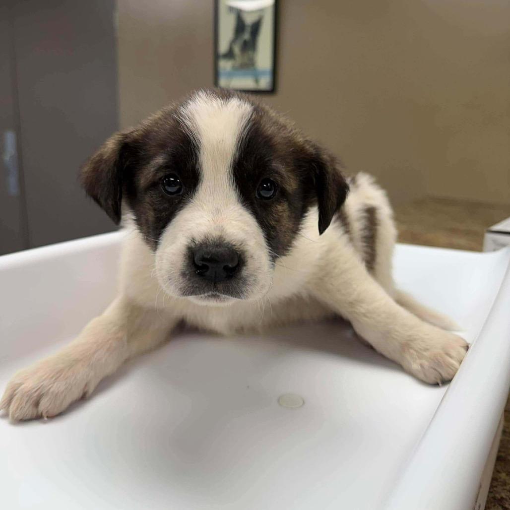 A baby medium-sized male White / Cream Great Pyrenees dog named Max for adoption in Alexandria, VA