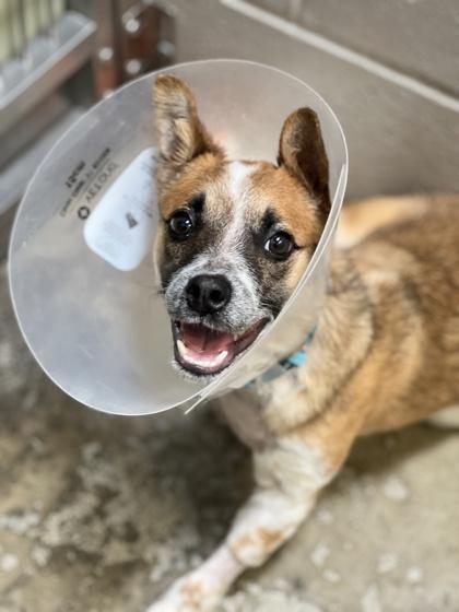 Cracklin' Rosie Tripawed