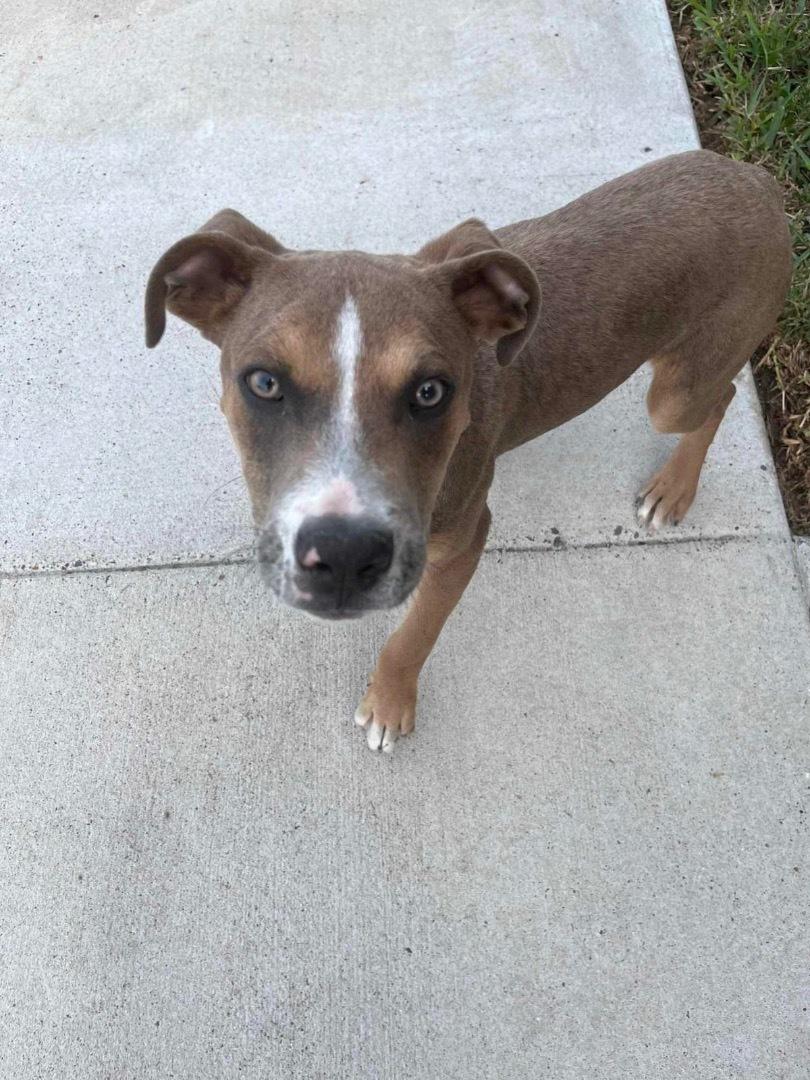 A baby large-sized male Pit Bull Terrier dog named Bruno for adoption in Harlingen, TX