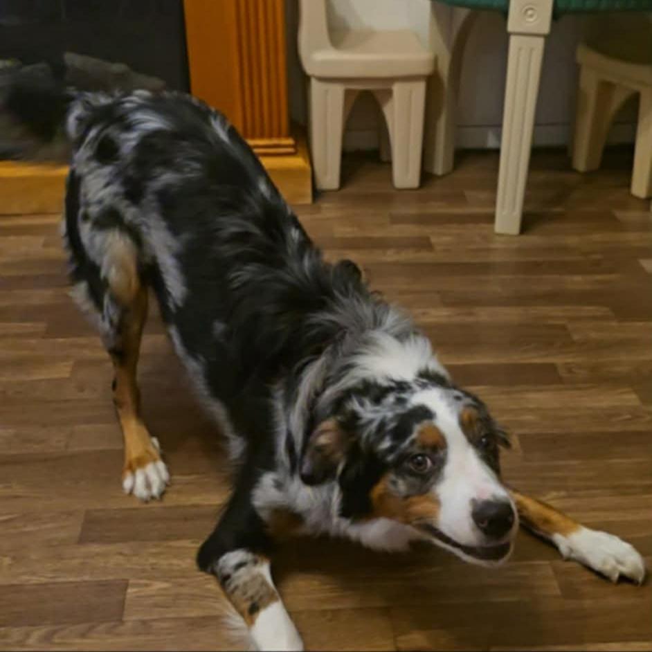A young medium-sized male Black Australian Shepherd dog named Bodhi for adoption in Alexandria, VA