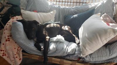 An adult large-sized male Bicolor Pit Bull Terrier dog named Paco for adoption in New York, NY