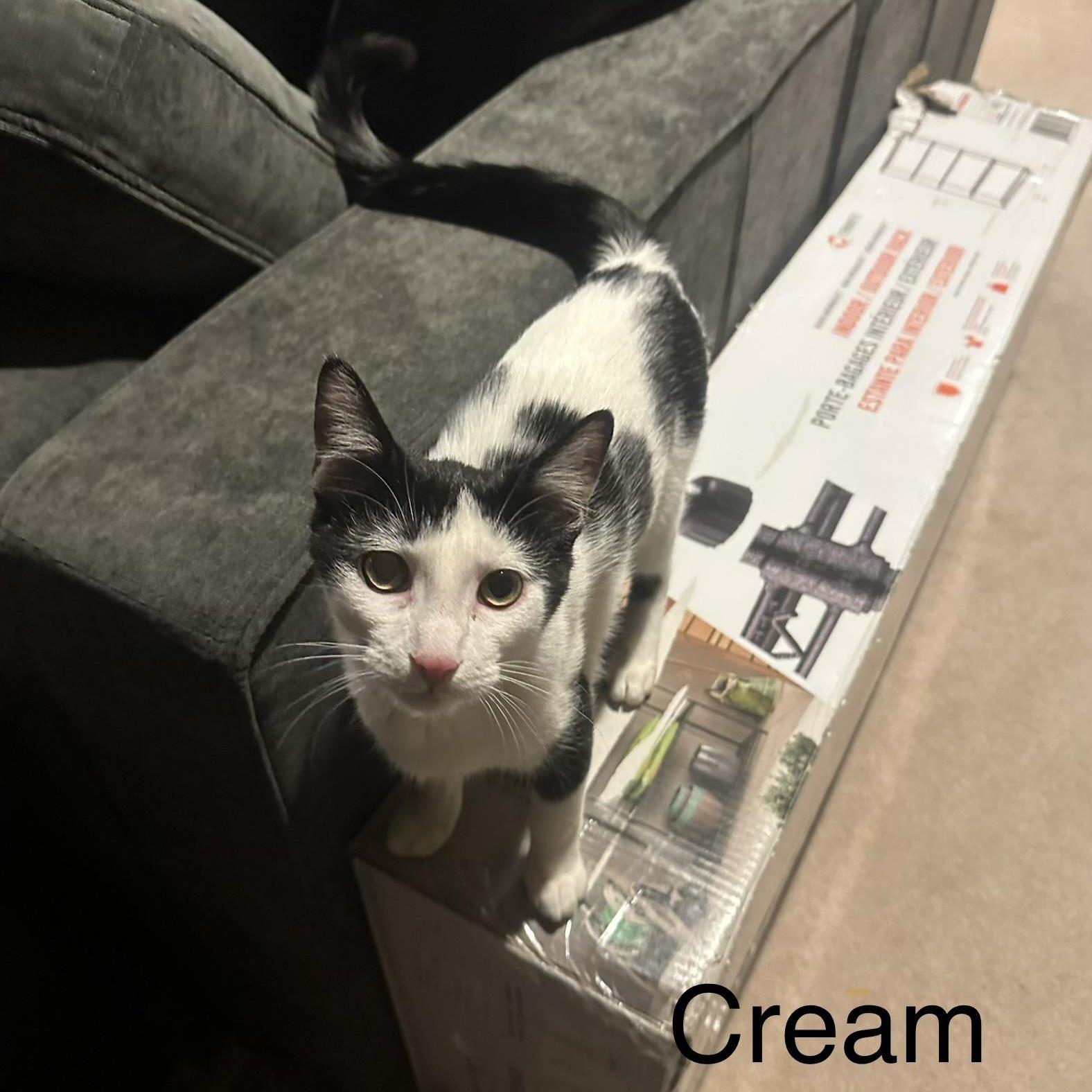 Cream