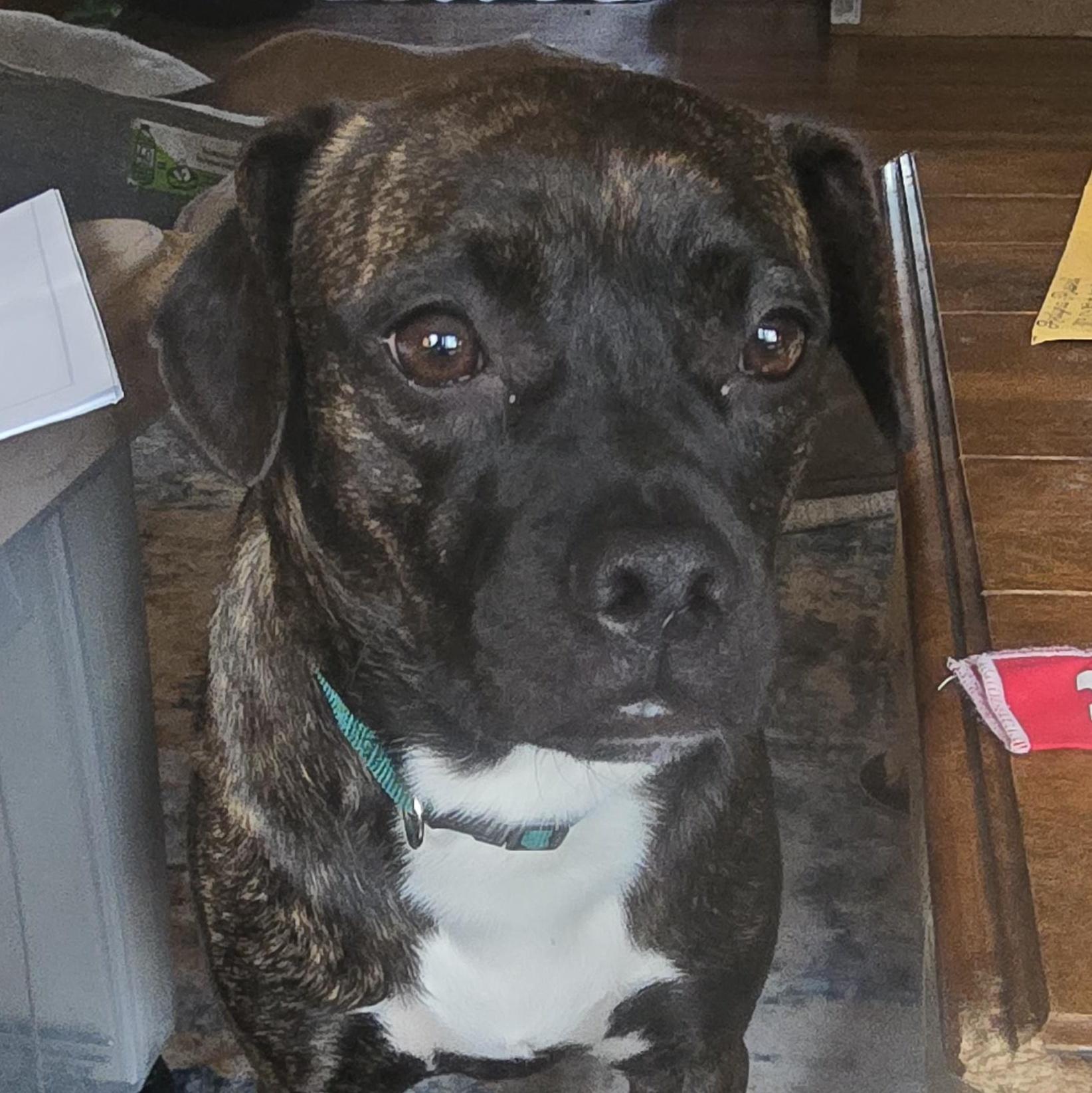 A young medium-sized female Brindle Boston Terrier dog named Beulah for adoption in Winlock, WA