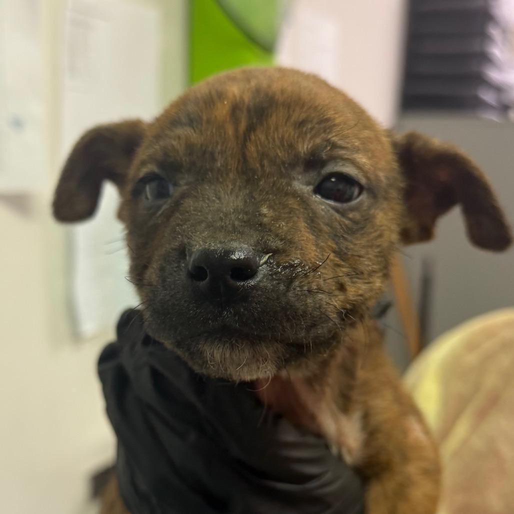 A baby small-sized male Brown / Chocolate Mixed Breed dog named Billy for adoption in Charleston, WV
