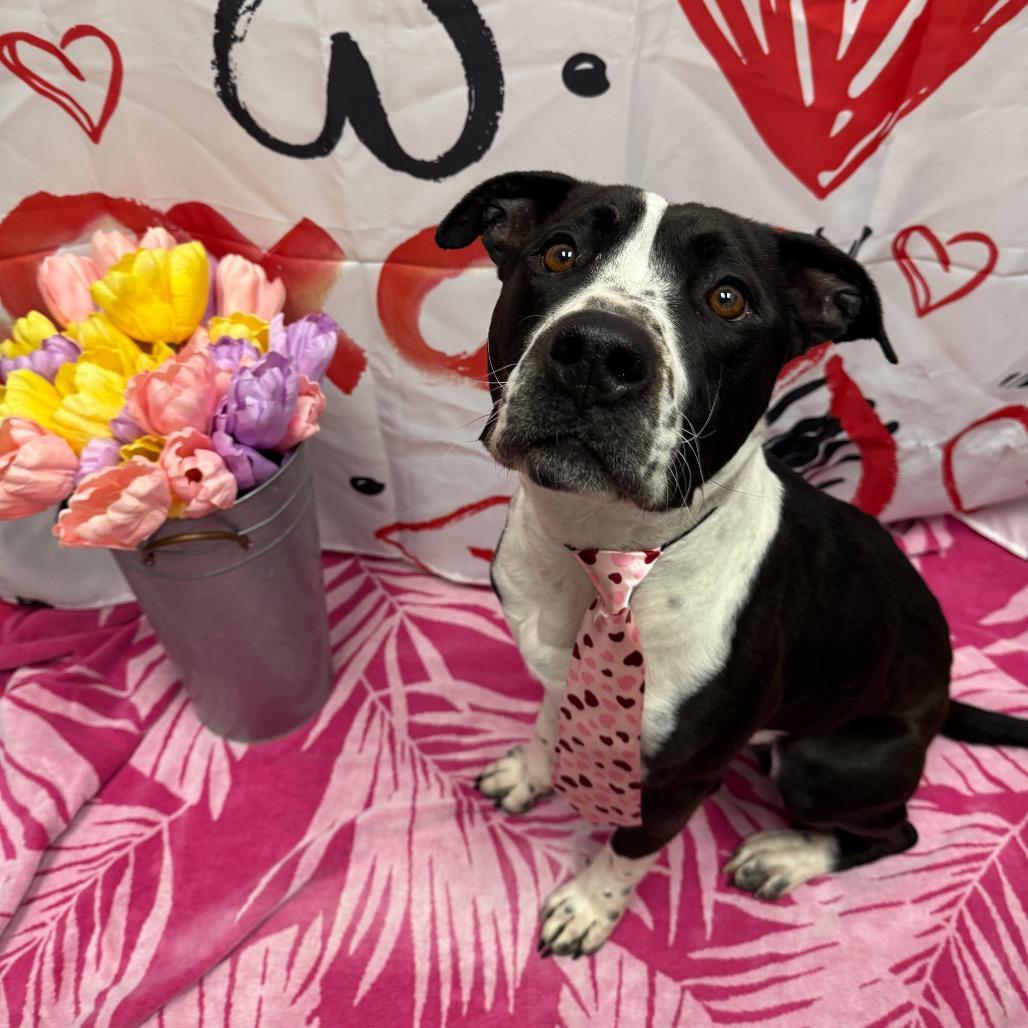 Steve "the Hair" Harrington