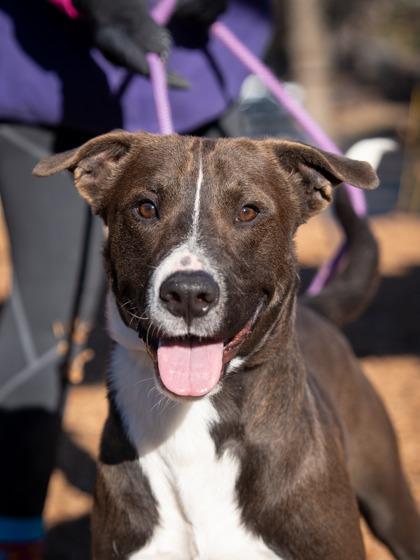 An adult large-sized male Mixed Breed dog named Mosscato for adoption in Chamblee, GA