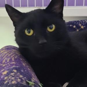 Midnight Moon photo 1