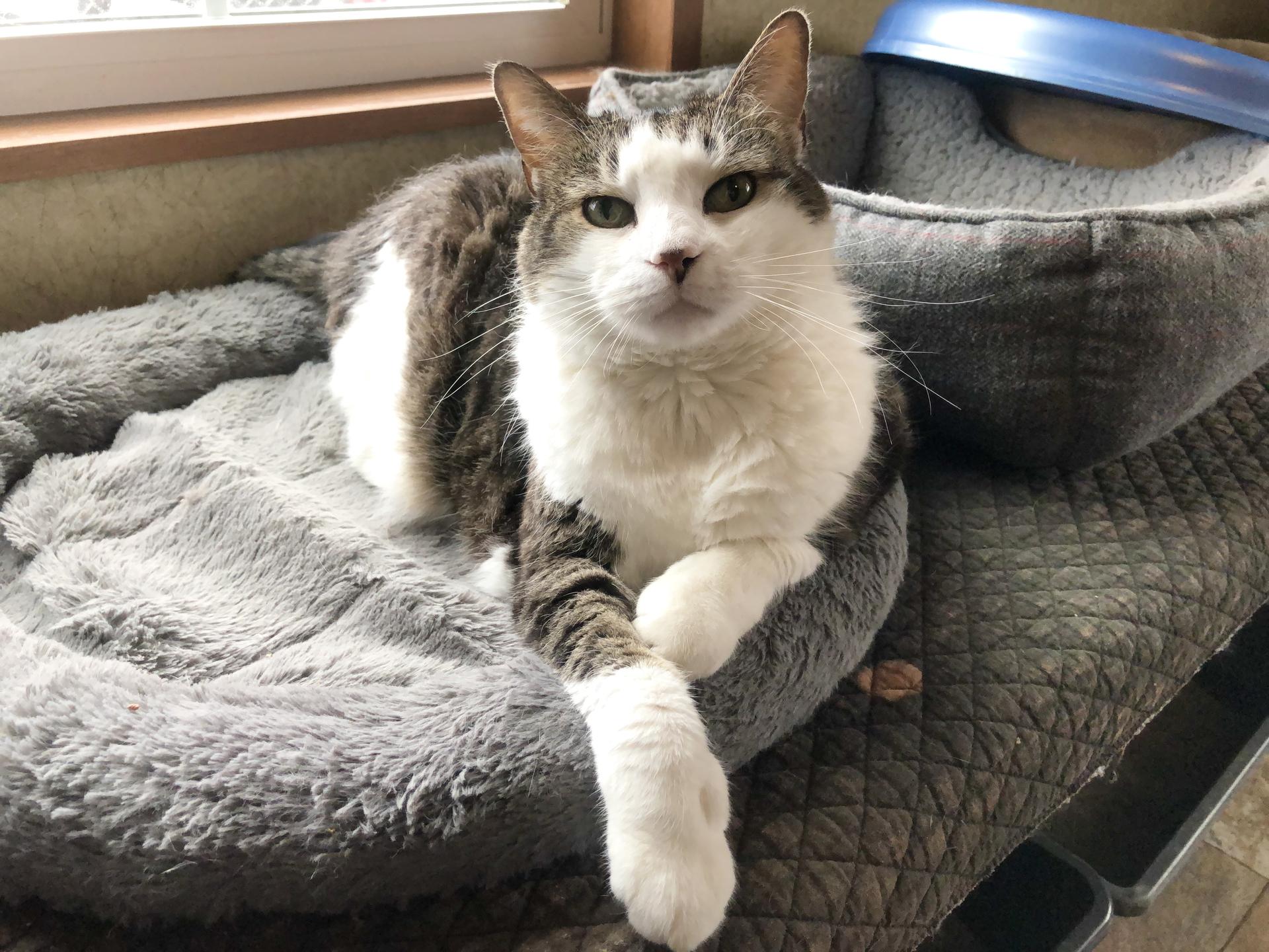 A senior large-sized female Chocolate Point Domestic Short Hair cat named Stevie Nicks for adoption in La Salle, IL