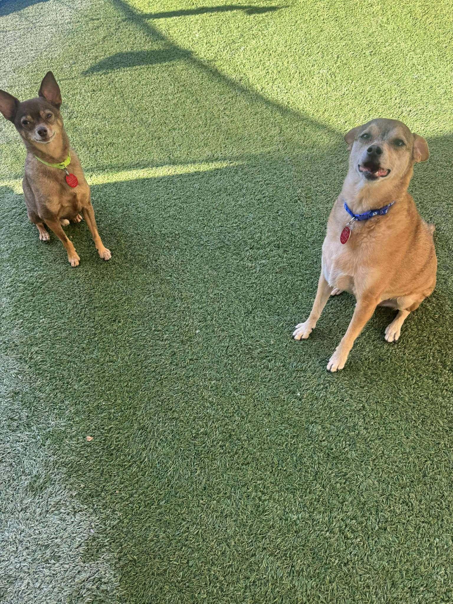 Ryder & Chasebonded Pair