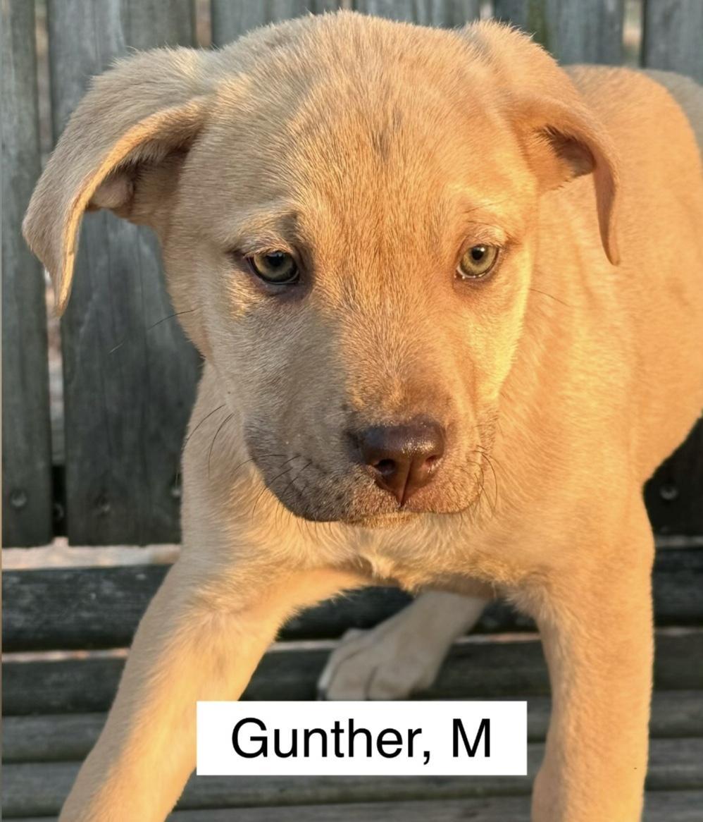 Gunther