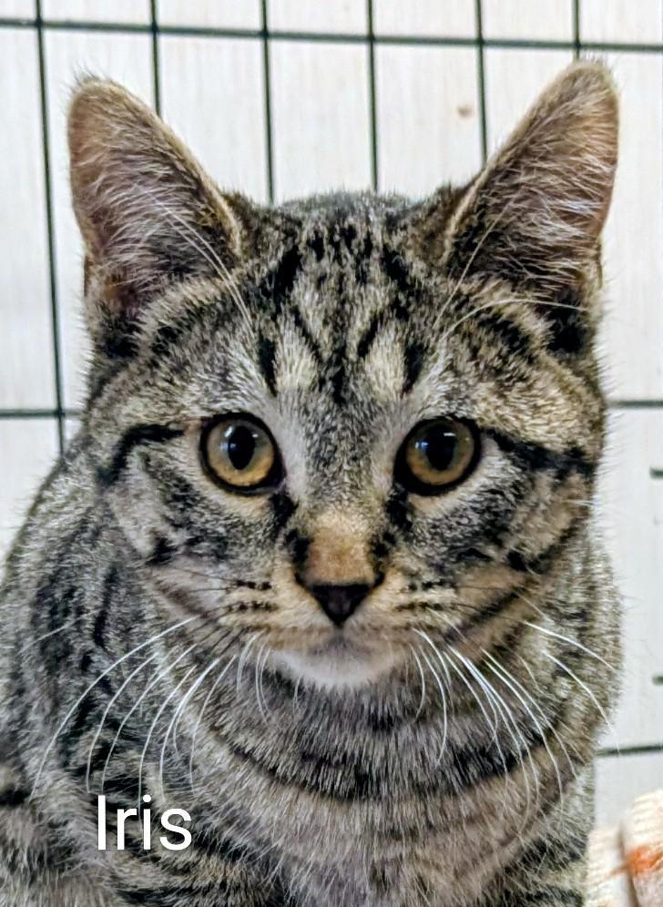 Iris